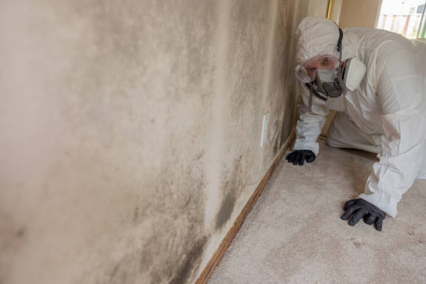 Biohazard Mold Removal in Yerington, NV